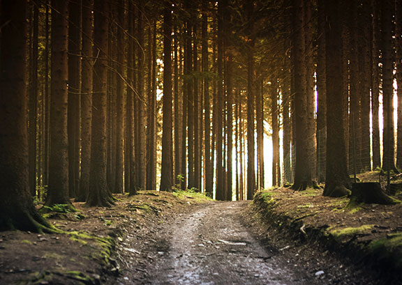 Community planting trees